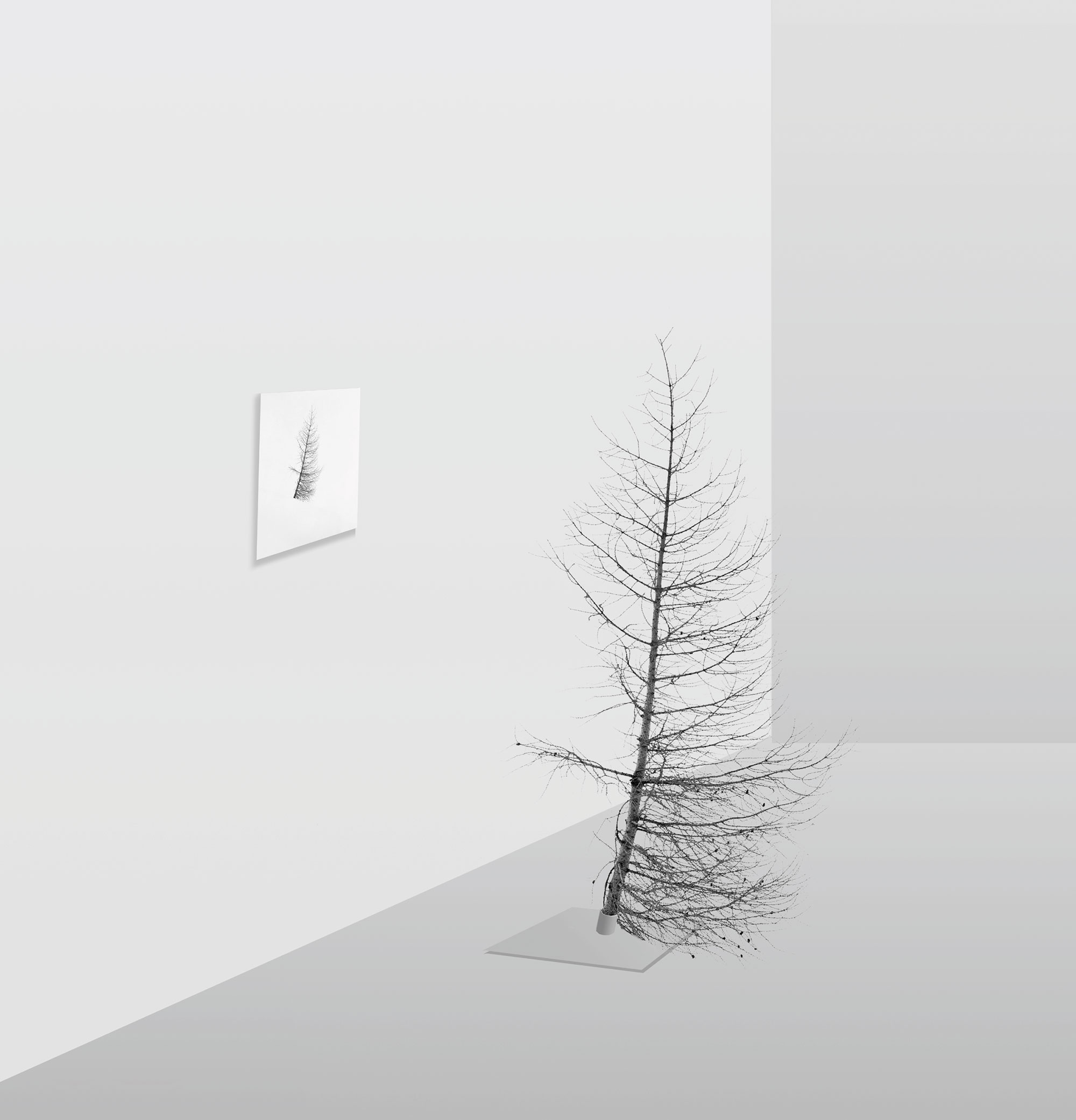 Installation – schiefer Tannenbaum ohne Nadeln